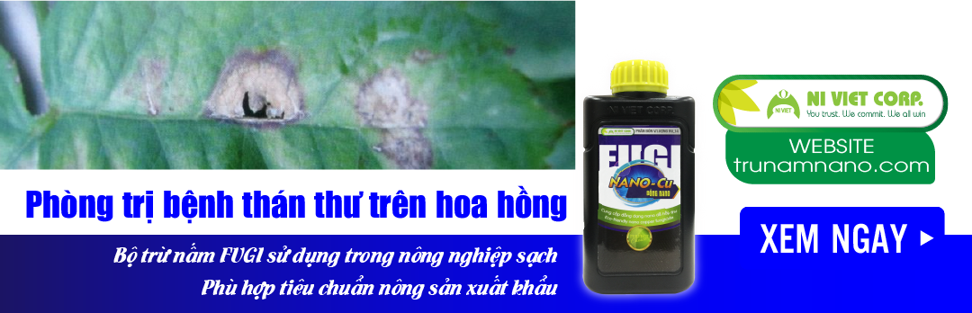 nano-dong-fugi-nano-cu-thuoc-phong-tri-benh-than-thu-tren-hoa-hong