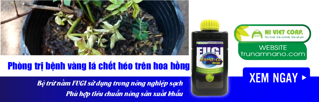 nano-dong-fugi-nano-cu-thuoc-phong-tri-benh-vang-la-chet-heo-tren-hoa-hong