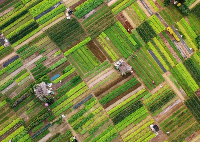 Village de légumes de Trà Quế à Hội An : Guide complet pour découvrir l’agriculture traditionnelle Vietnamienne