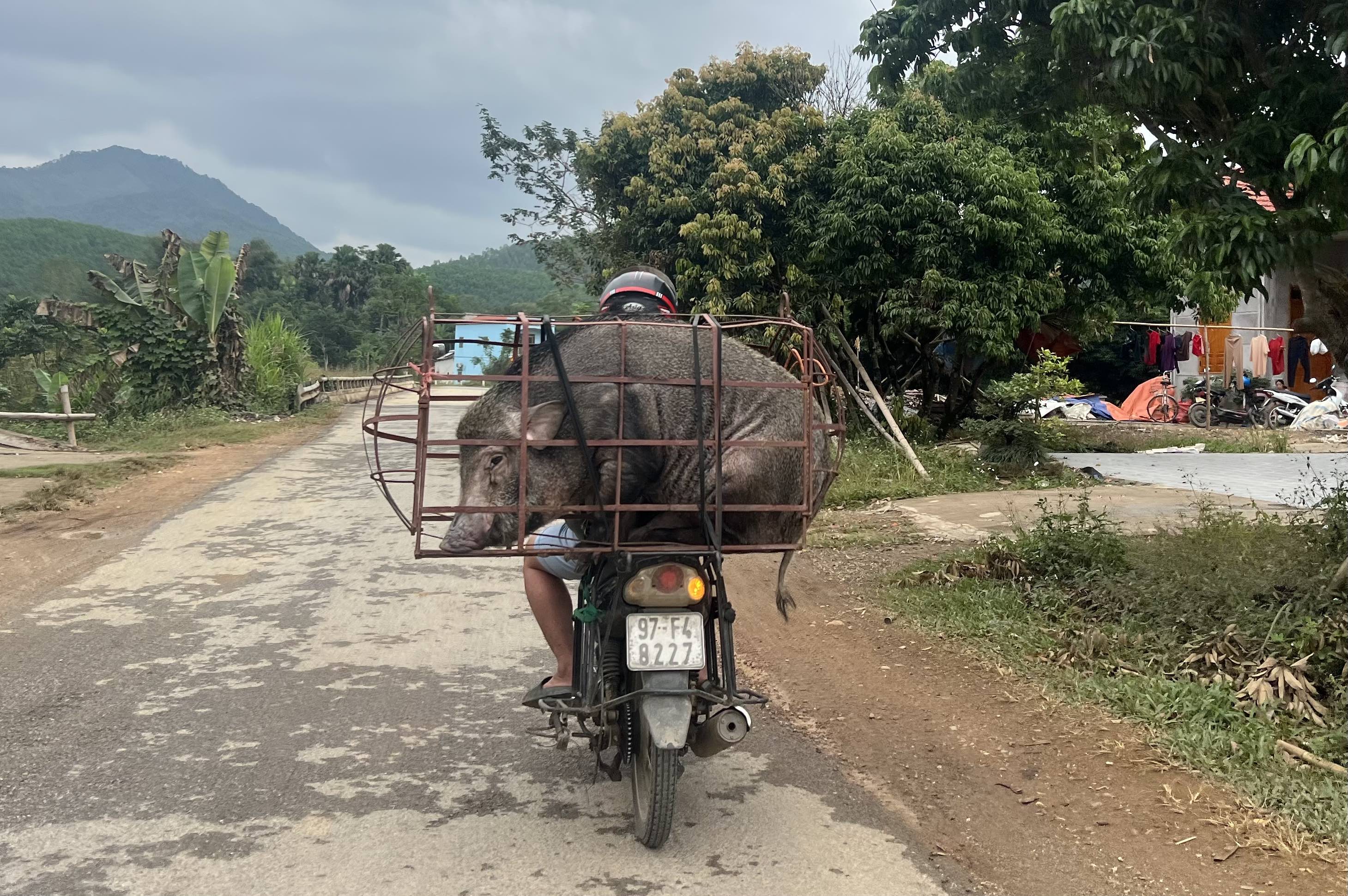 Dựng nhà sàn người Nùng ở Hoàng Su Phì, Hà Giang/ Rebuilding a stilt house in Hoang Su Phi, Ha Giang