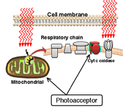 lieu-phap-laser-cuc-bo-kich-thich-sinh-hoc