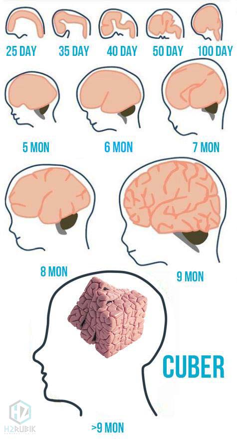 Đây là quá trình phát triển bộ não của Cuber 🤣