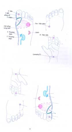 Chữa các loại bệnh bằng bấm huyệt theo phương pháp phản xạ & các bài thuốc