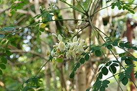 Bột củ chùm ngây hòa tan