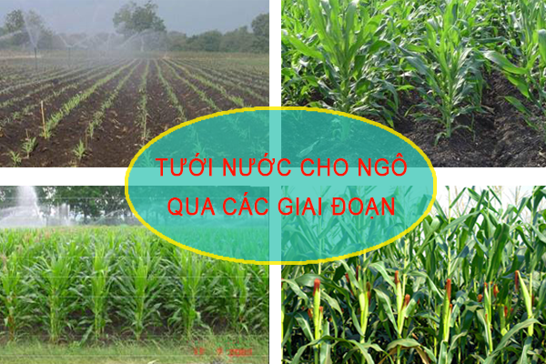 thong tin thuoc bvtv