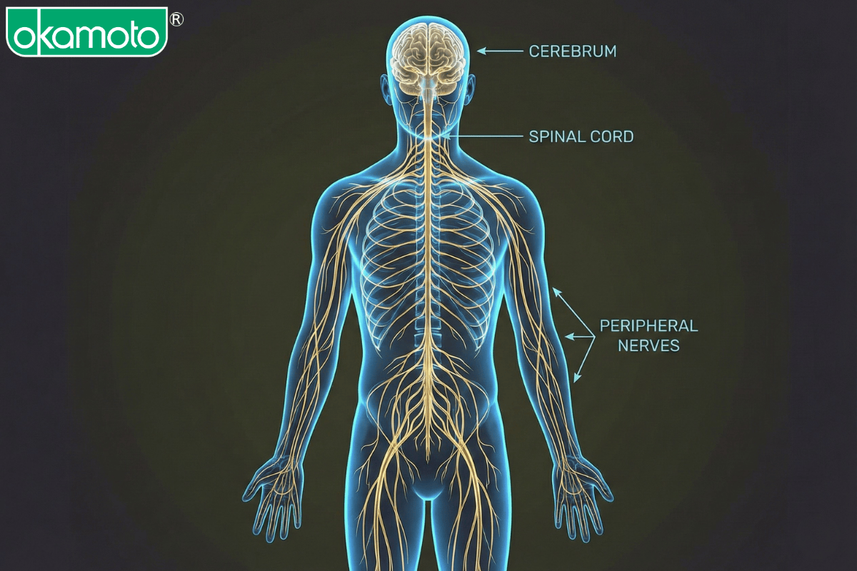 hormone và tương thích tình dục