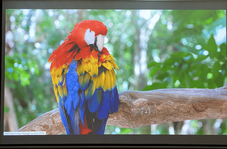 Lắp đặt trọn bộ máy chiếu Panasonic tại doanh nghiệp
