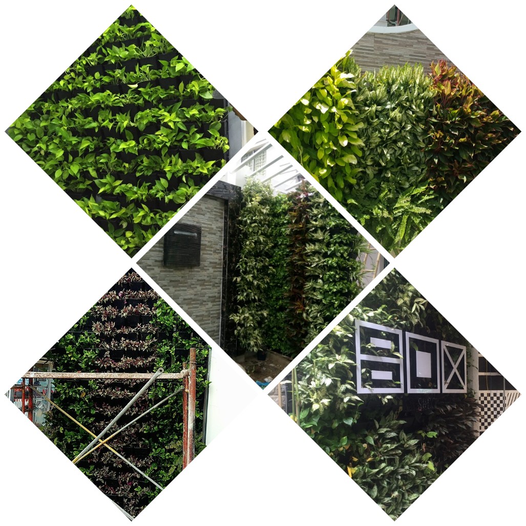 Hình ảnh tường cây đẹp