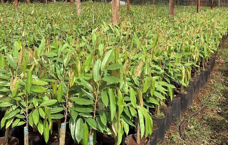 Sầu Riêng Sáp Tiểu Long được Vườn Nhà Đẹp bán nhiều nơi