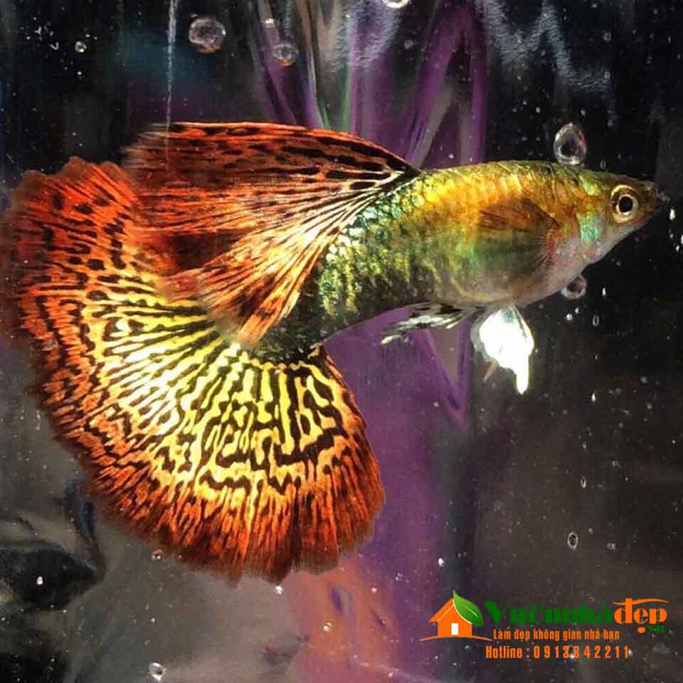 Cá bảy màu Rồng Đỏ | Vườn Nhà Đẹp