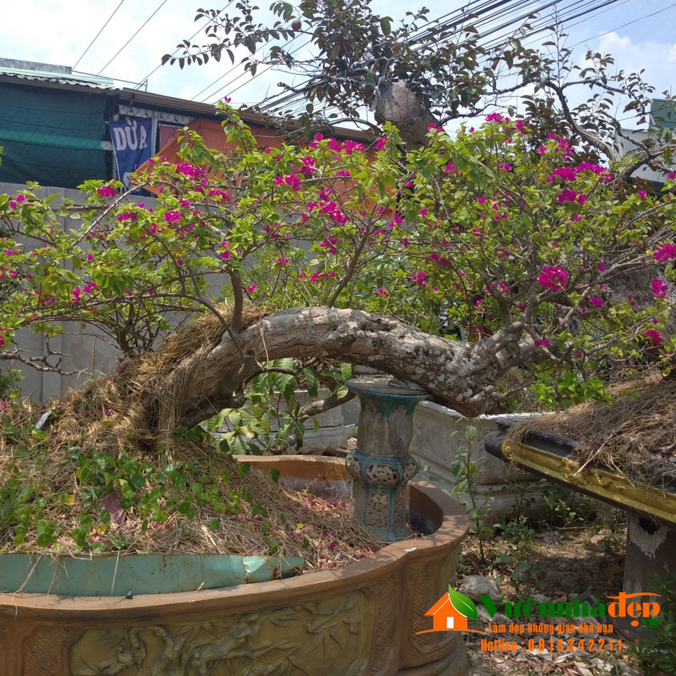 Cây bông giấy bonsai | Vườn Nhà Đẹp