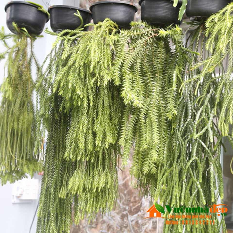 Dây râu rồng | Vườn Nhà Đẹp