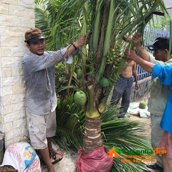Dừa Xiêm xanh | Vườn Nhà Đẹp