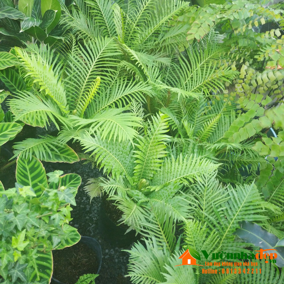 Dương xỉ Đuôi Phụng | Vườn Nhà Đẹp