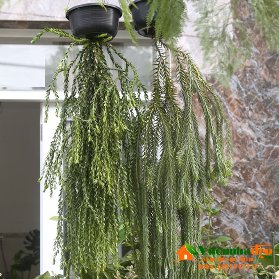 Dây râu rồng | Vườn Nhà Đẹp