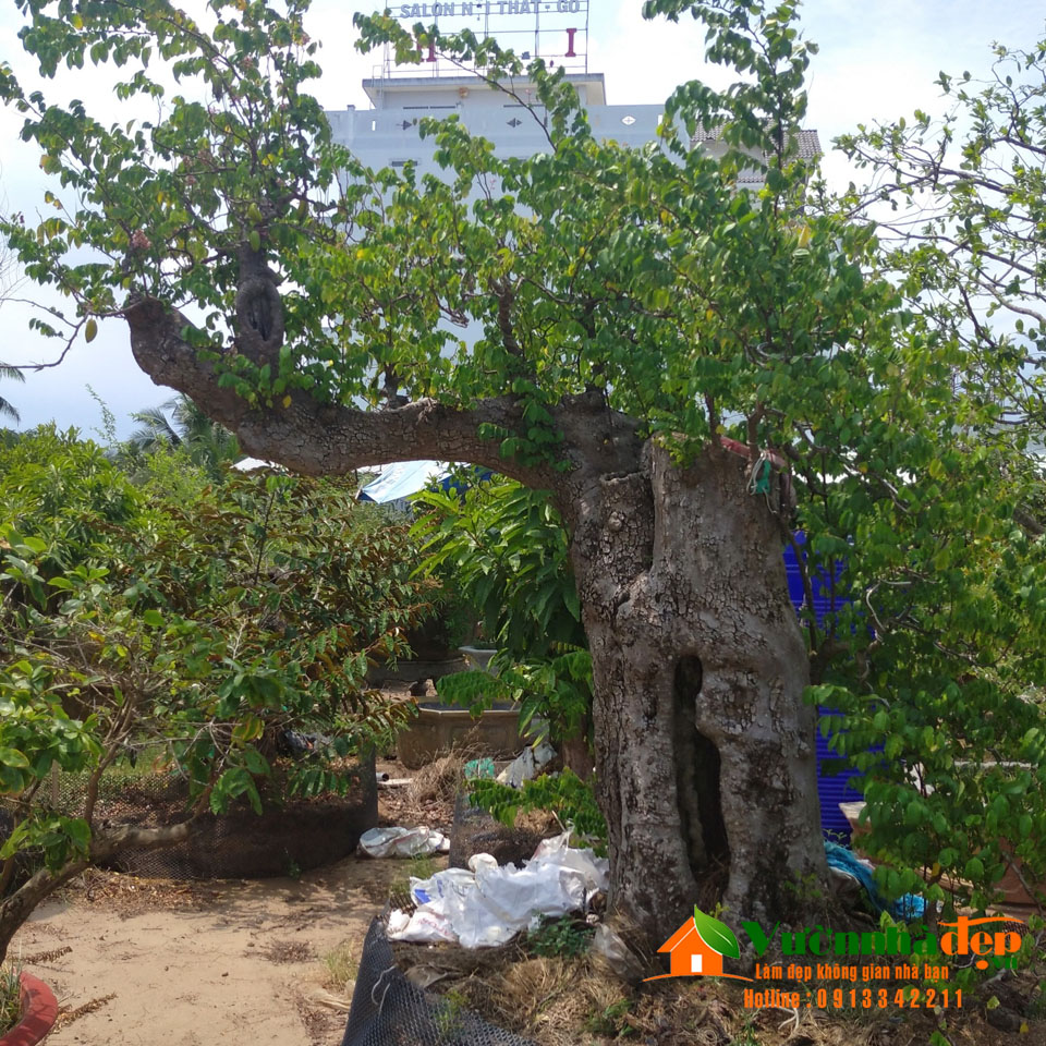 Cây khế bonsai cổ thụ đẹp | Vườn Nhà Đẹp Cây Khế Bonsai Cổ Thụ Đẹp | Vườn Nhà Đẹp