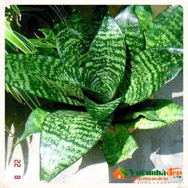 TÌNH YÊU CÂY CỎ ĐV 5 - Page 39 Luoi-meo-sansevieria-trifasciata-prain-var