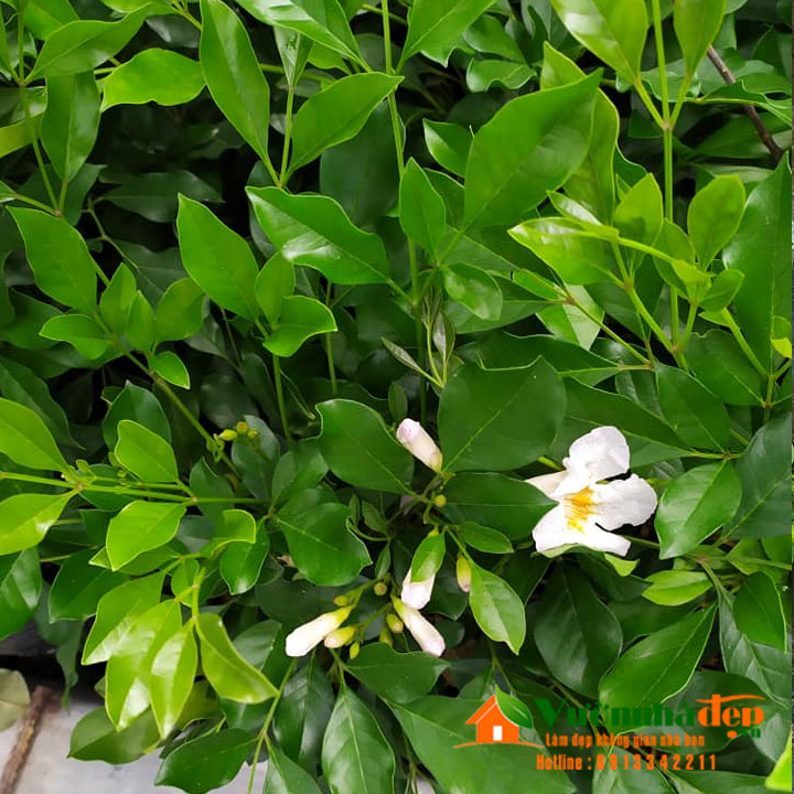 Nguyệt quế hồng