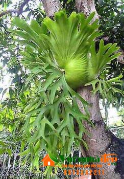 Ổ rồng - Platycerium coronarium | Vườn Nhà Đẹp