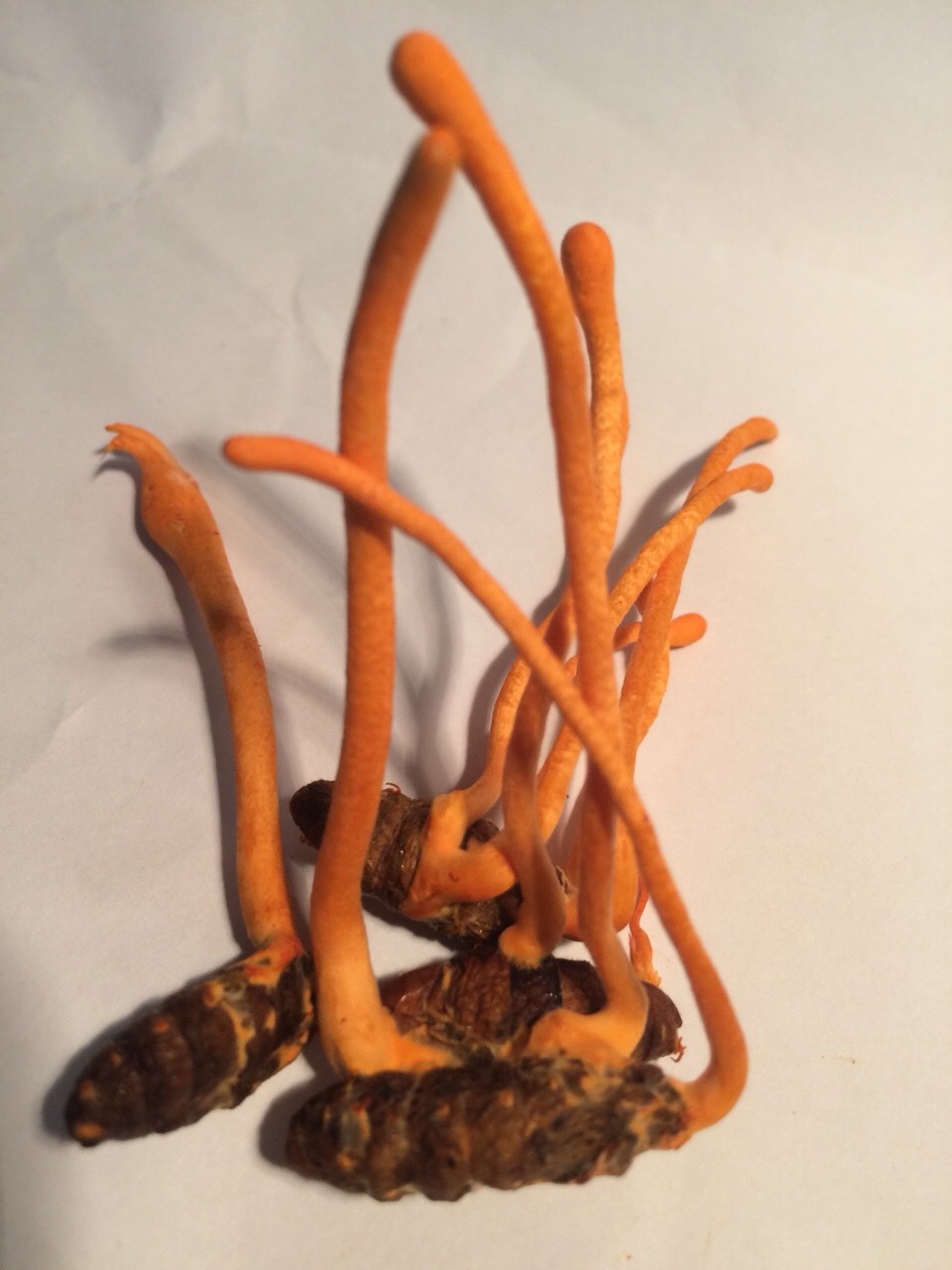 QUY TRÌNH  NUÔI CẤY ĐÔNG TRÙNG HẠ THẢO