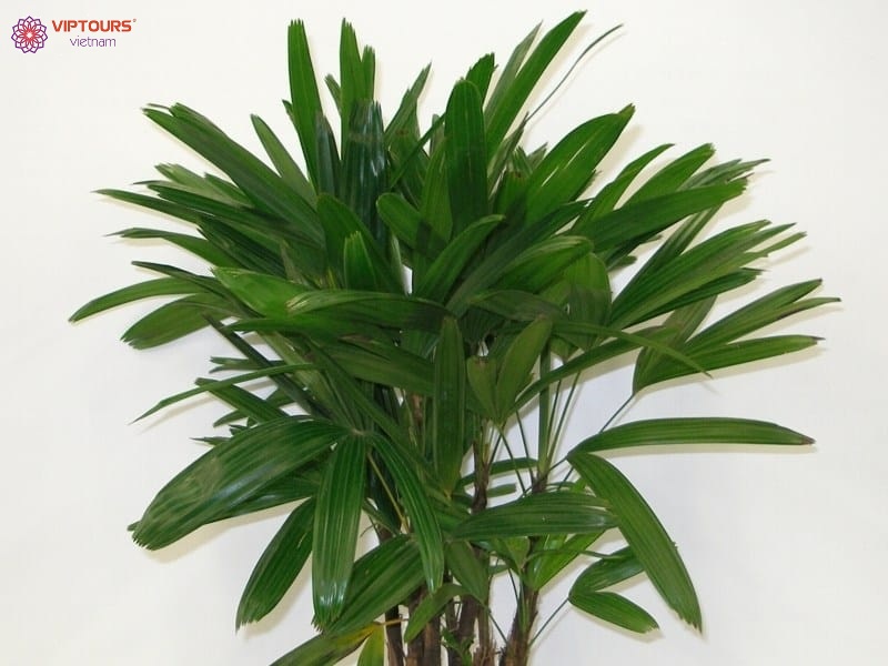 Bánh Tét Mật Cật Phú Quốc