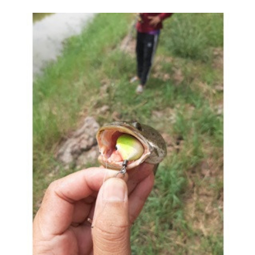 Nhái hơi VT Thuận
