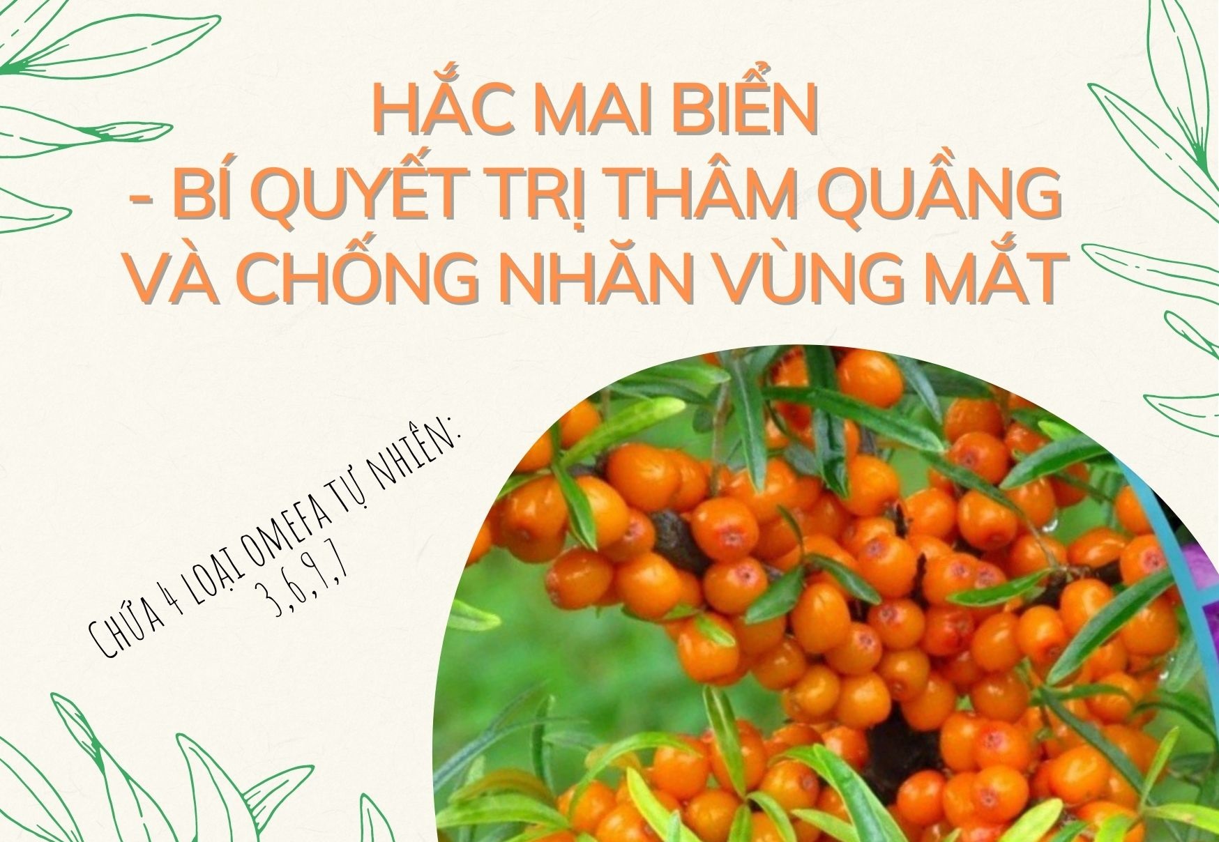 HẮC MAI BIỂN-BÍ QUYẾT TRỊ THÂM QUẦNG VÀ CHỐNG NHĂN VÙNG MẮT