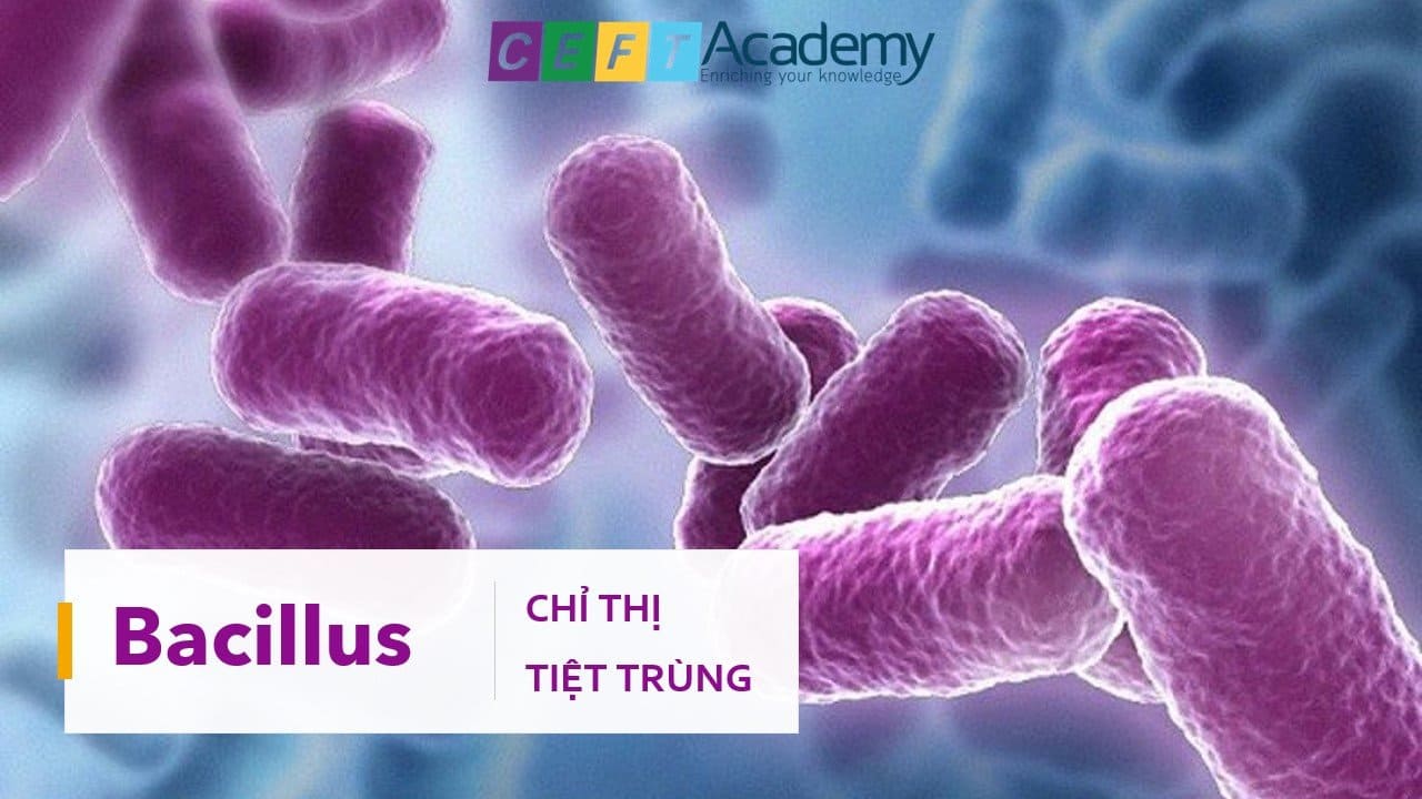 Bacillus – Chỉ thị tiệt trùng (Sterilization Indicator)