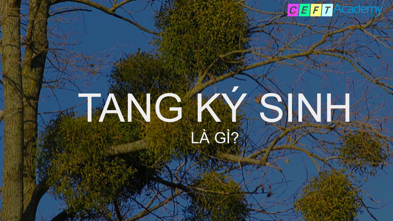 TANG KÝ SINH