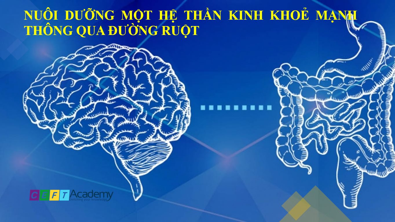 NUÔI DƯỠNG MỘT HỆ THẦN KINH KHOẺ MẠNH THÔNG QUA ĐƯỜNG RUỘT