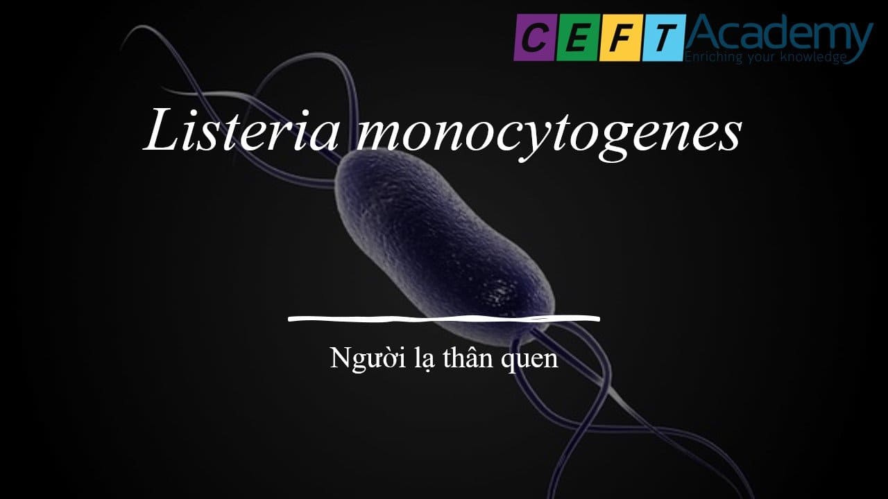 Listeria monocytogenes - Người lạ thân quen