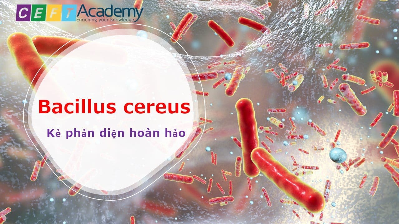Bacillus cereus – Kẻ phản diện hoàn hảo.