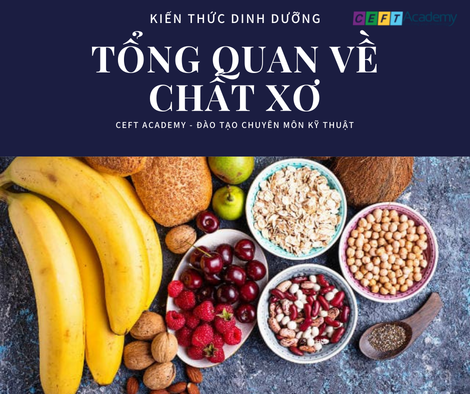 Tổng quan về Chất Xơ