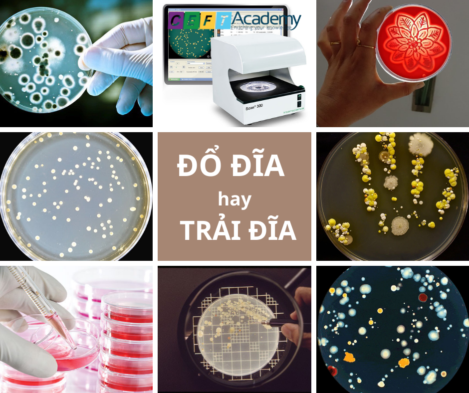 Đổ Đĩa hay Trải Đĩa?