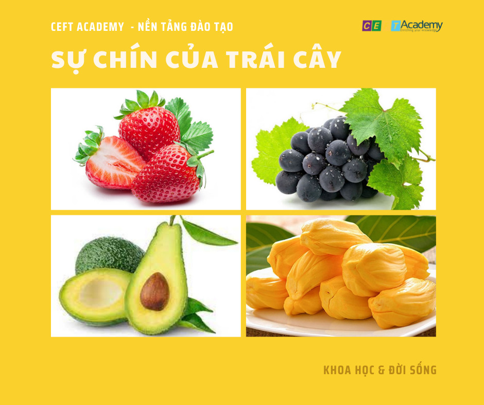 SỰ CHÍN CỦA TRÁI CÂY - CEFTworks