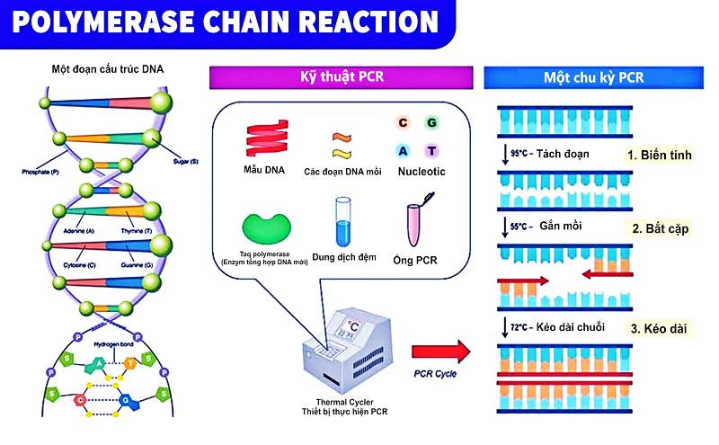 quy trình xét nghiệm pcr