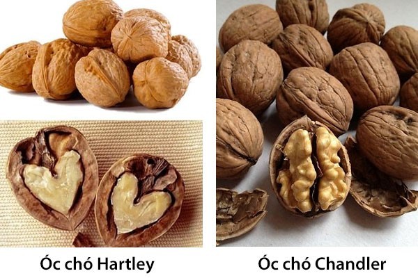 PHÂN BIỆT ÓC CHÓ MỸ _ TRUNG QUỐC _ VIỆT