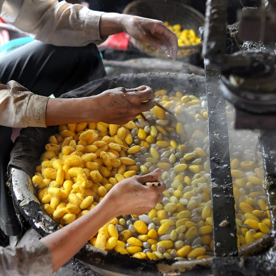 Sợi đũi được lấy từ các kén tằm nấu kỹ