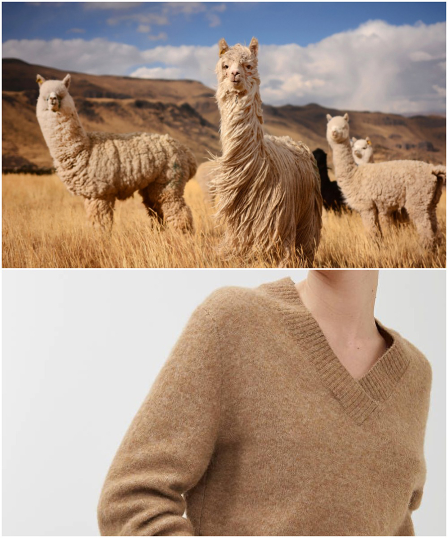 Nhà sản xuất kết hợp sợi len từ lông lạc đà với lông của các loài khác để tăng độ mềm mại, hạn chế ngứa khi mặc
