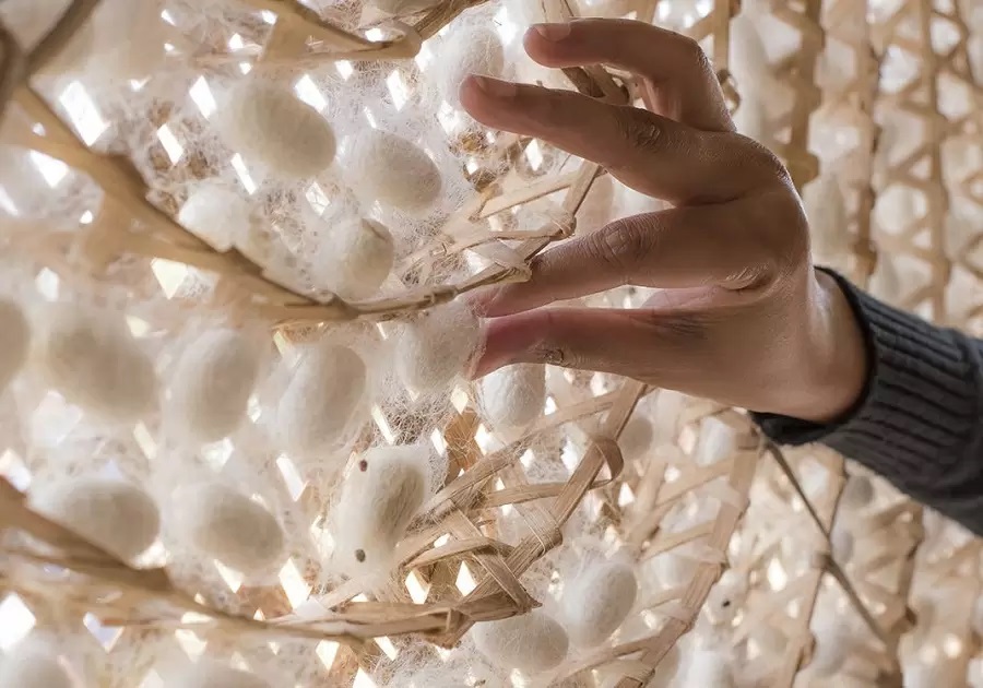 Tằm mất khoảng 8 ngày để tạo ra kén