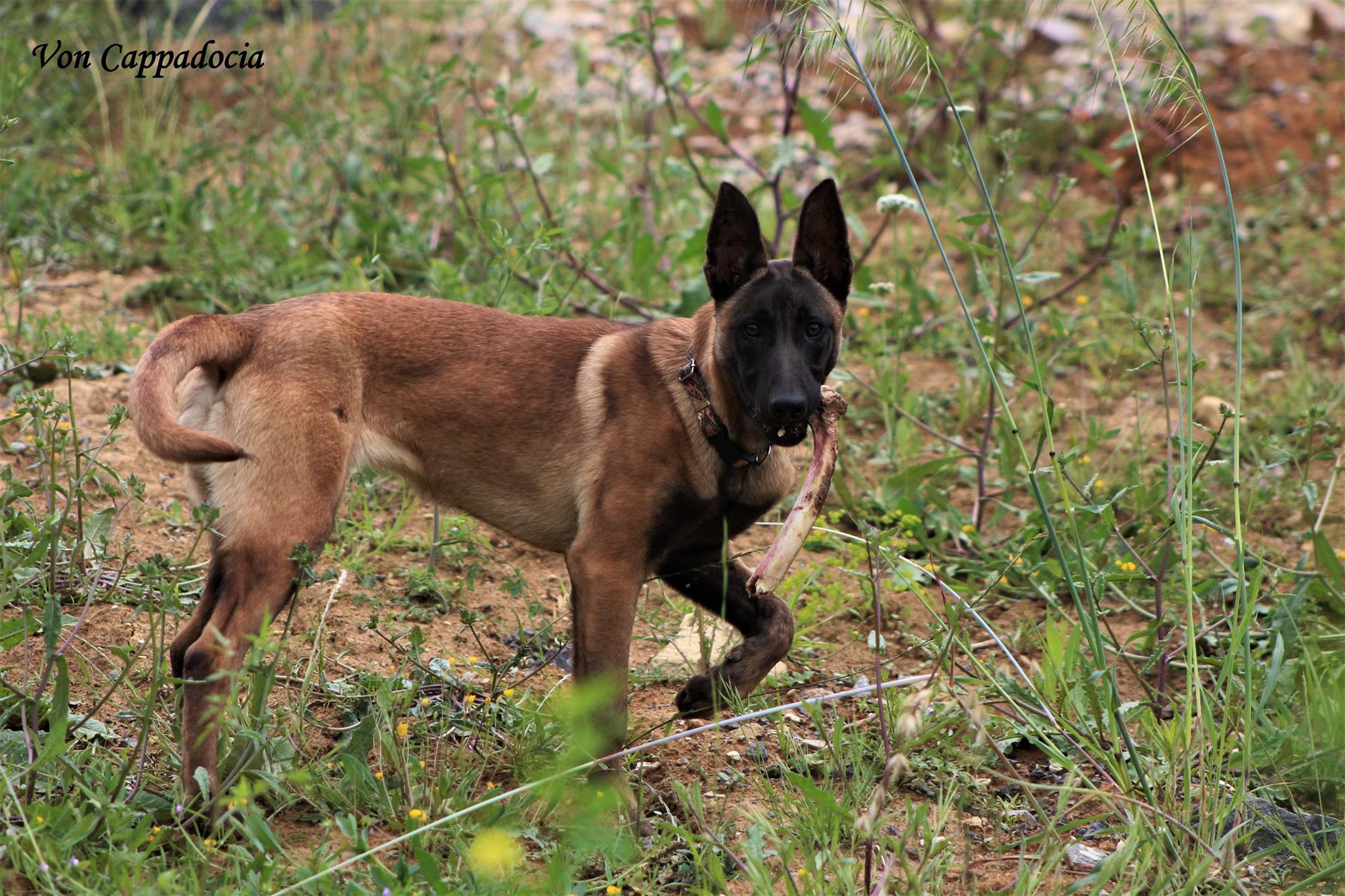 Mua chó nghiệp vụ Becgie Bỉ  ( Malinois ) giá rẻ, lợi ít hại nhiều