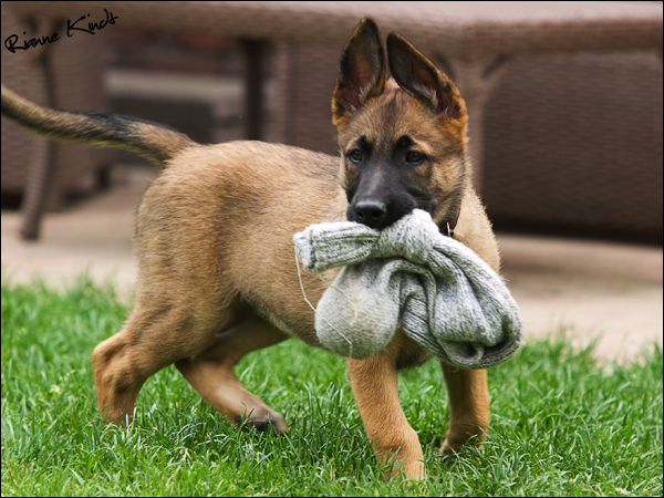 Hướng dẫn ăn dặm cho chó nghiệp vị Becgie Bỉ (malinois) 1 tháng tuổi