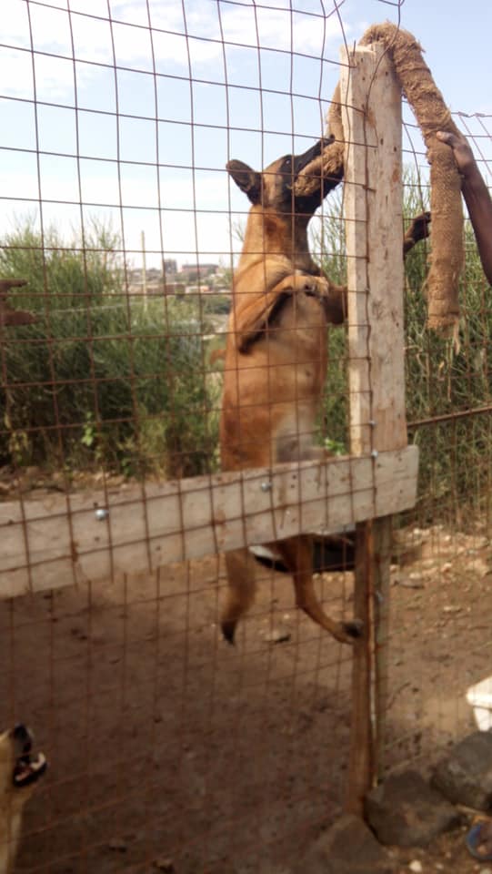 Một số loại thực phẩm giúp chó nghiệp vụ becgie Bỉ ( Malinois ) phát triển lông và đậm màu