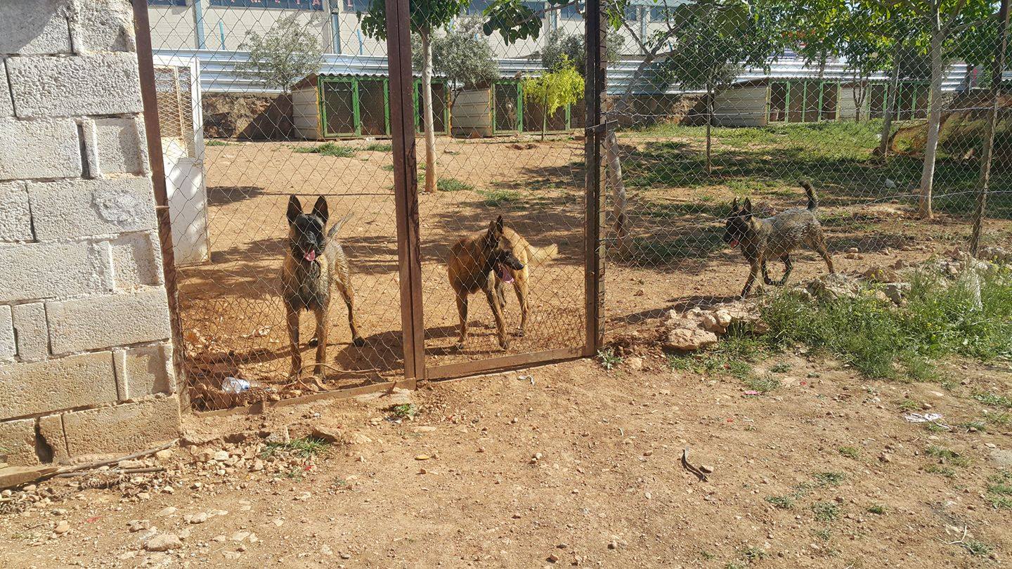 Cân nặng tiêu chuẩn của chó nghiệp vụ becgie Bỉ ( Malinois ) 2 tháng tuổi