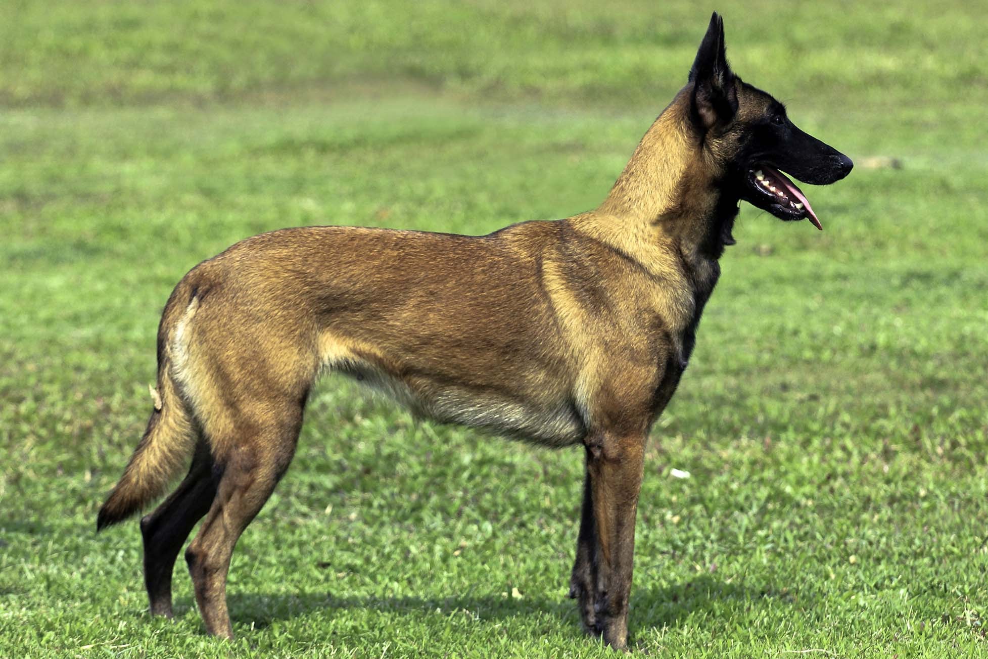 Những điều cần biết khi mở trại nuôi Becgie sinh sản (chó Malinois)