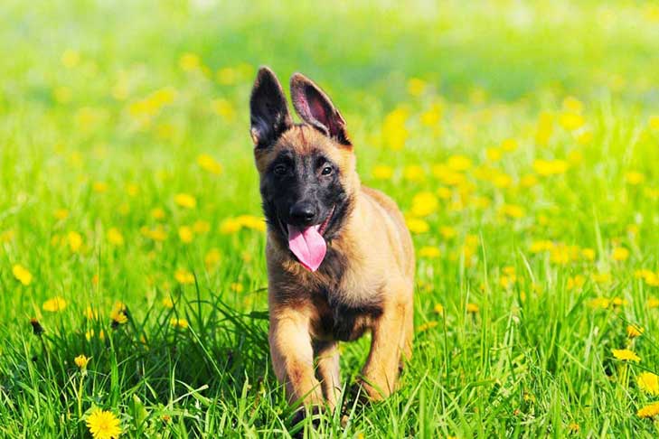 Nên cho chó nghiệp vụ Becgie Bỉ (Malinois) con ăn mấy bữa một ngày, chó trưởng thành ăn mấy bữa?