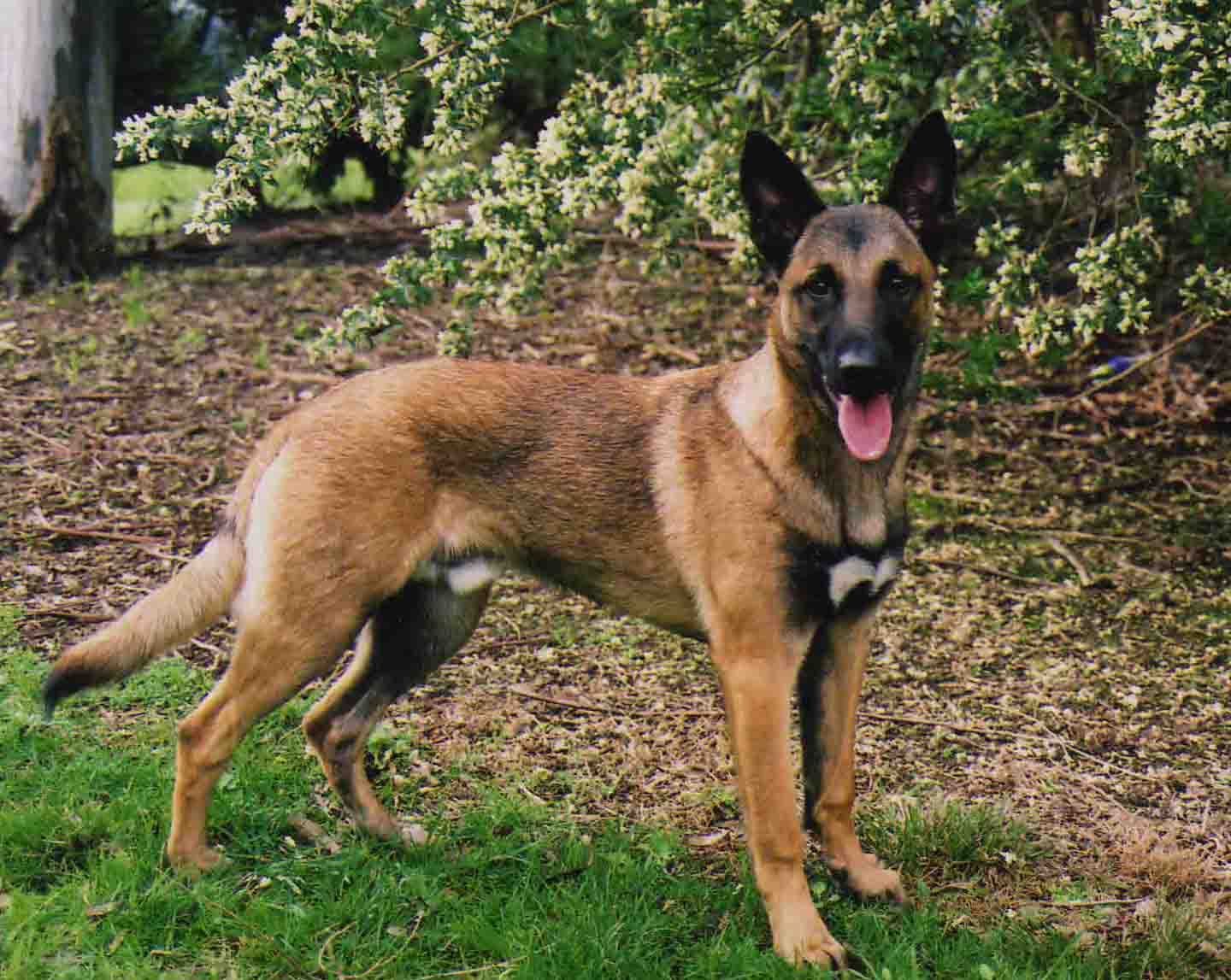 Độ tuổi sinh sản của chó nghiệp vụ Becgie Bỉ (Malinois)