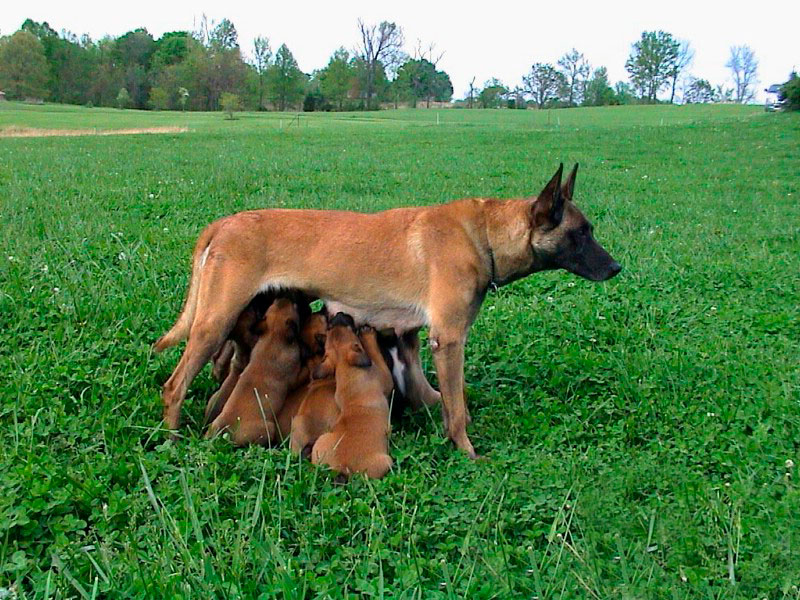 Các loại thức ăn giúp chó Becgie Bỉ (malinois) đạt nhiều sữa