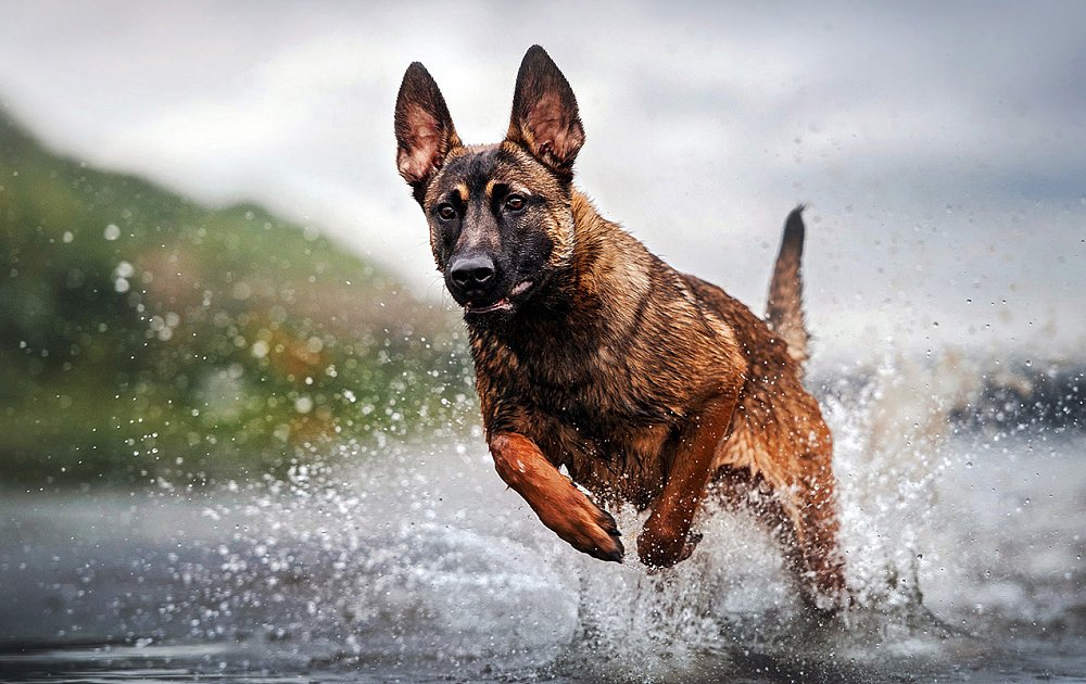 Cách phòng chống dịch bệnh Parvo cho chuồng trại chó Malinois (chó Becgie Bỉ)