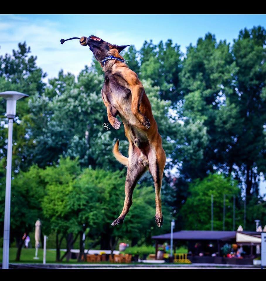 Địa chỉ mua chó Malinois tại Hà Nội uy tín, chất lượng